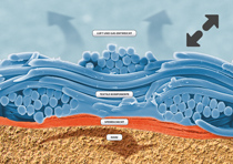 membrane system